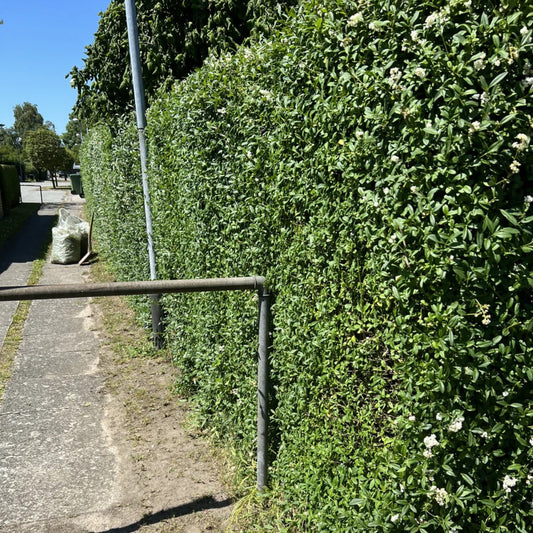 Beskæring af ligusterhæk