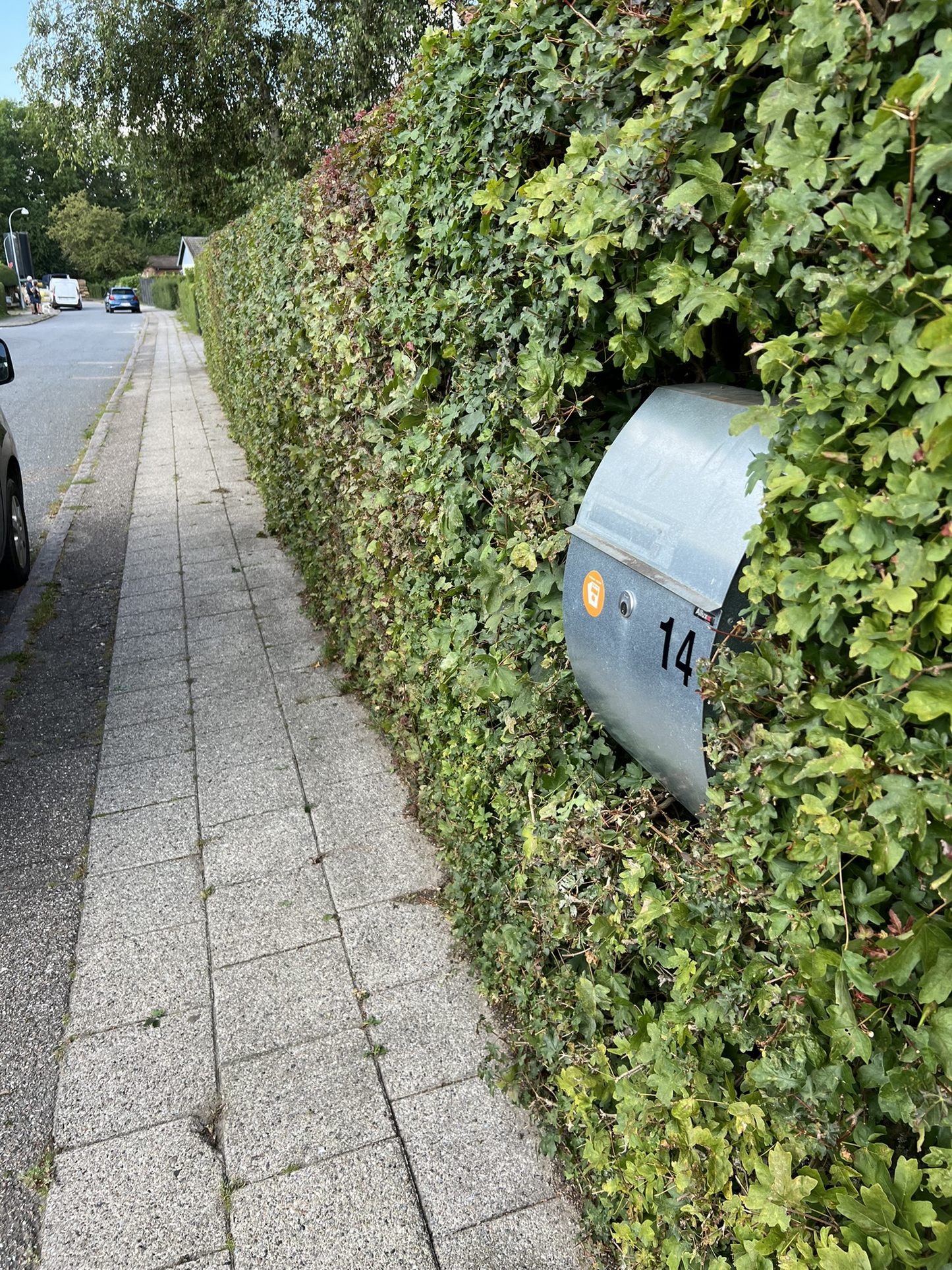 Hækklipning fra 25 kr. pr. meter