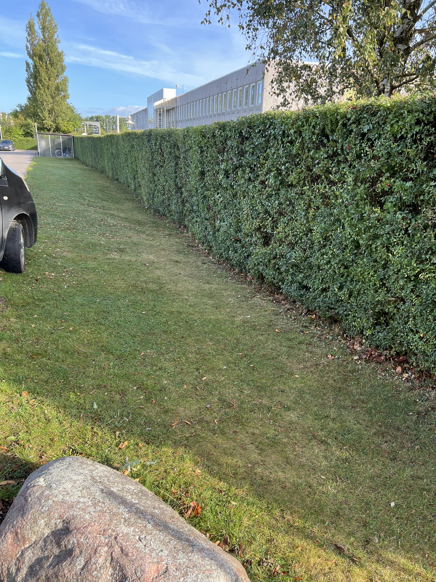 Hækklipning fra 25 kr. pr. meter