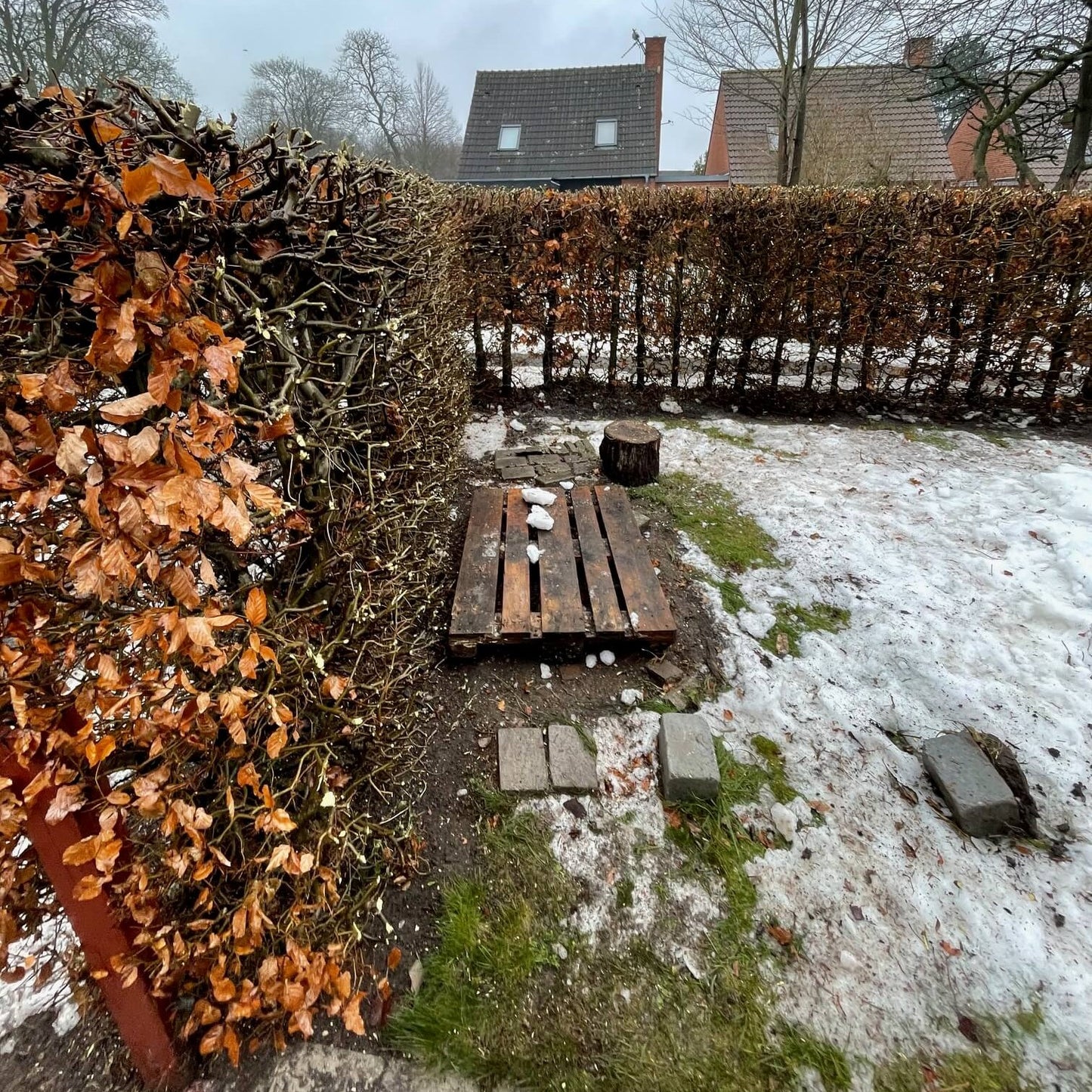 Beskæring af hæk fra 70 kr. pr. meter