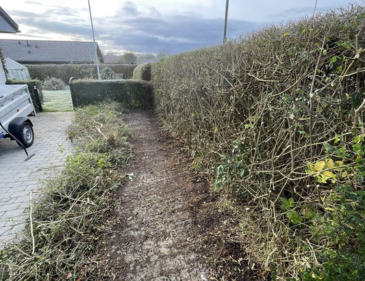 Beskæring af hæk – guide, tidspunkter & priser