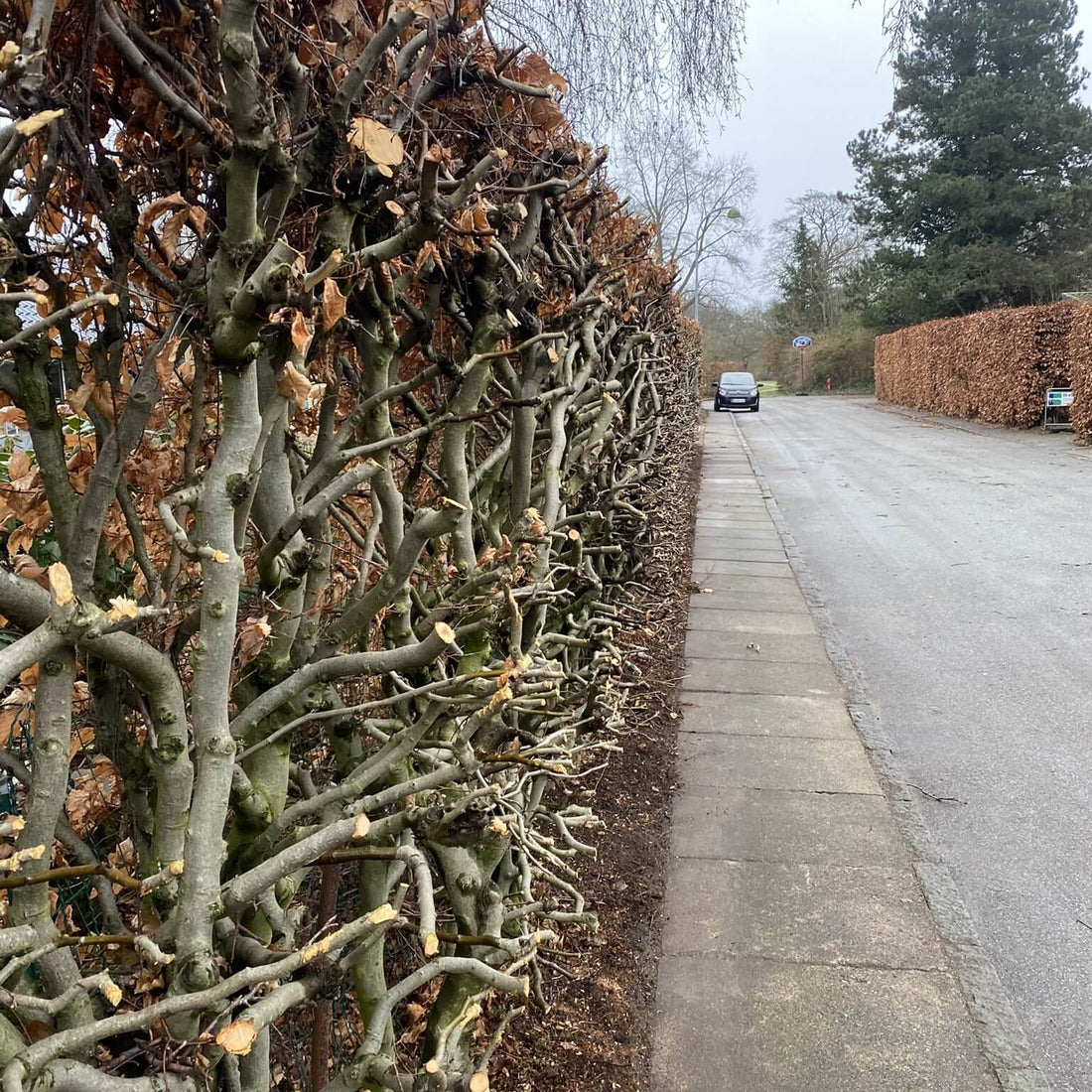 Beskæring af hæk med motorsav
