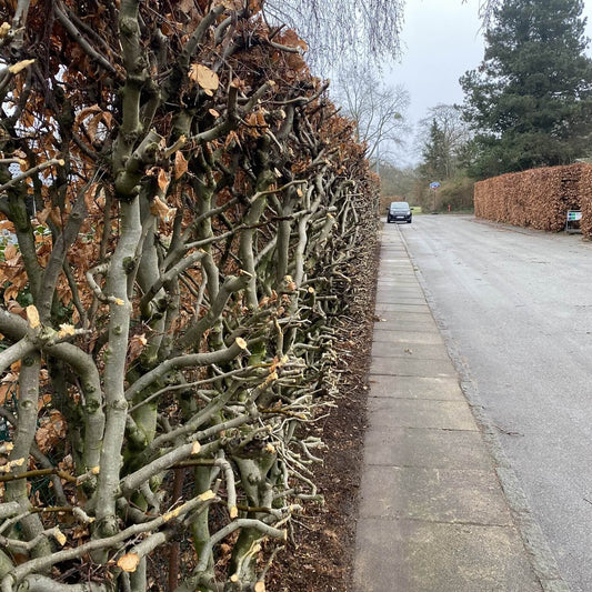 Beskæring af hæk med motorsav