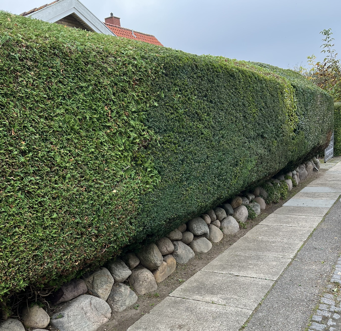 Hvornår skal du klippe hækken? En guide fra De Glade Havemænd