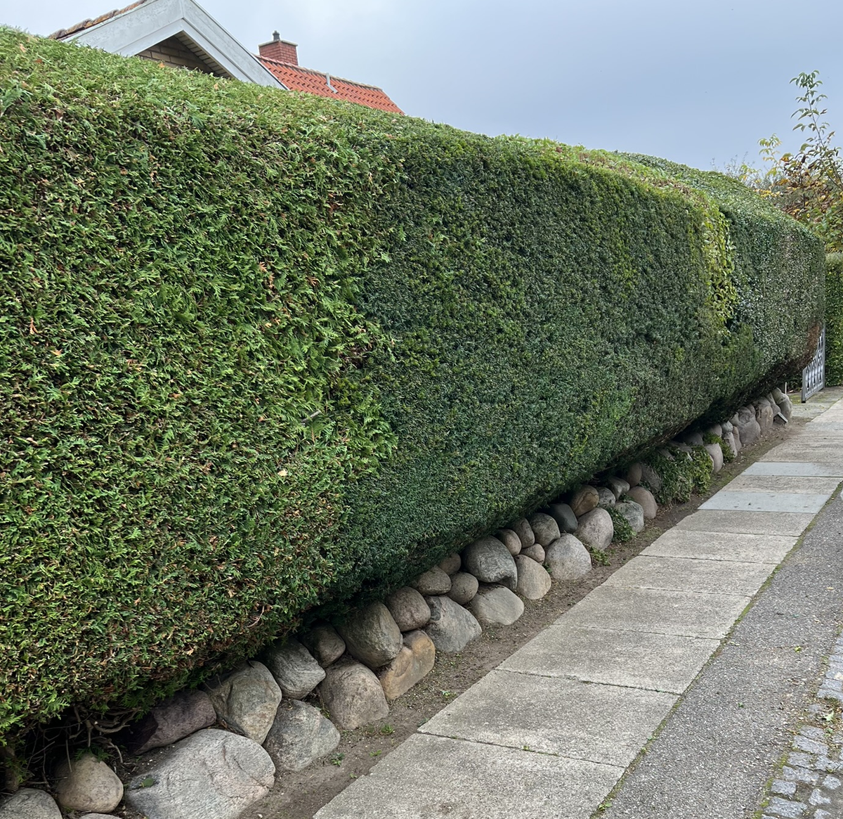 Hvornår skal du klippe hækken? En guide fra De Glade Havemænd