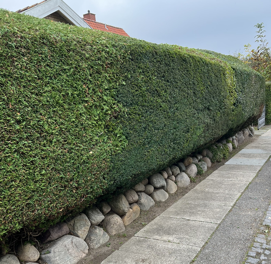 Hvornår skal du klippe hækken? En guide fra De Glade Havemænd