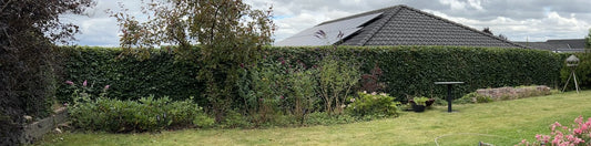 Den ultimative guide til klipning af bøgehæk: Tidspunkter, metoder og tips