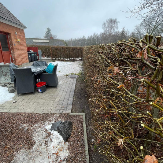 Beskæring af hæk fra 70 kr. pr. meter